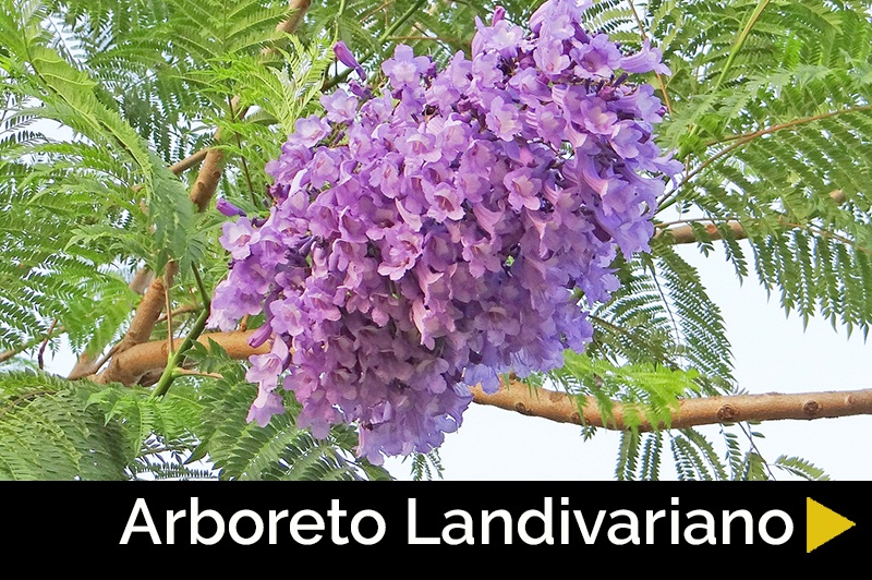 Arboreto Landivariano