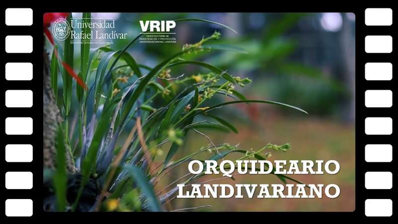video_orquideario